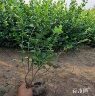 40厘米大叶扶芳藤