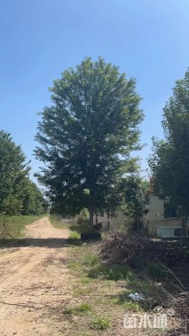 12公分美国红枫