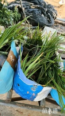 高度20厘米吉祥草