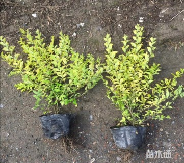 高度40厘米亮金女贞