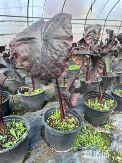 高度60厘米紫芋