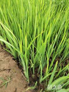 高度25厘米燕尾兰