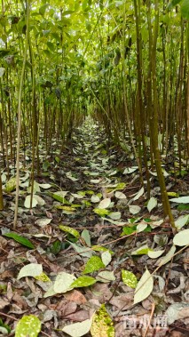 高度50厘米黄柏小苗