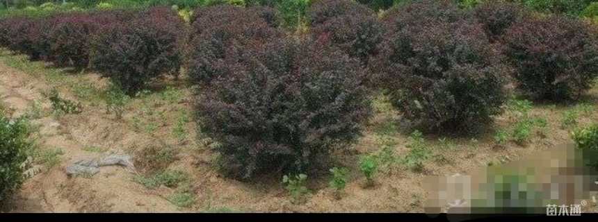 冠幅120厘米紫叶小檗球