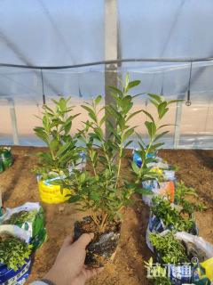 高度35厘米毛鹃