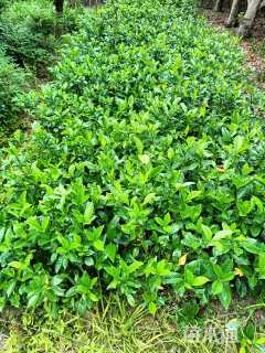 高度40厘米大叶栀子