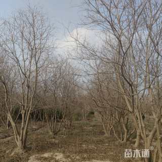 60公分丛生乌桕