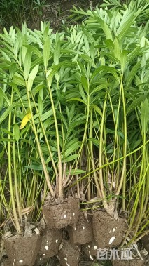 高度150厘米夹竹桃