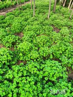 高度35厘米红花酢浆草