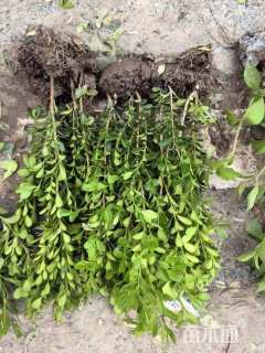 高度40厘米瓜子黄杨