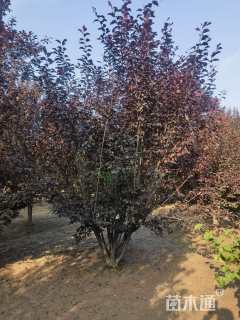 高度500厘米(5杆)丛生红