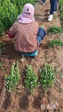 高度50厘米大叶黄杨