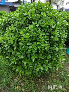 冠幅120厘米大叶黄杨球