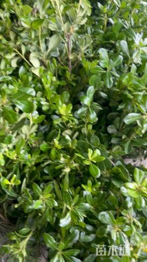 高度35厘米海桐