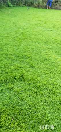 草卷状马尼拉草