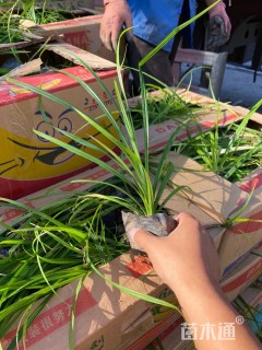 高度20厘米崂峪苔草