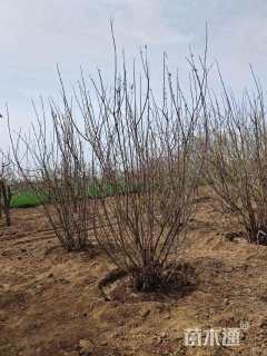 高度250厘米丛生蜡梅