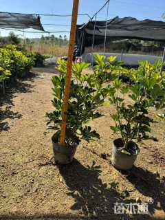 高度25厘米花叶鸭脚木