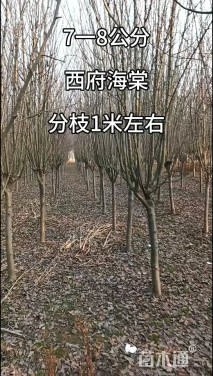 10公分西府海棠