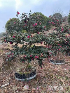 高度140厘米茶梅