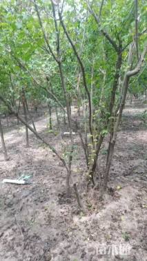 高度450厘米丛生茶条槭