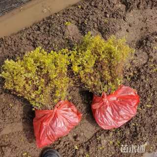 高度30厘米金山绣线菊