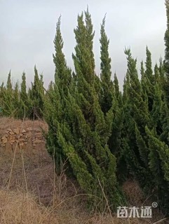 高度200厘米龙柏柱