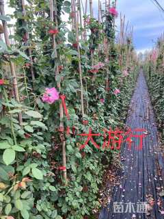 高度100厘米品种月季