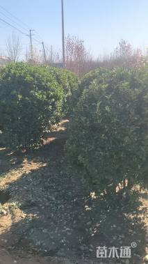 冠幅80厘米大叶黄杨球