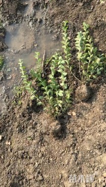 高度51厘米卫矛