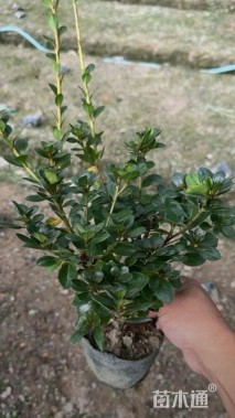 高度30厘米夏鹃