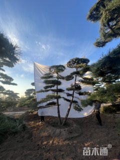 30公分造型松