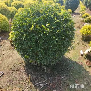 冠幅100厘米金叶女贞球