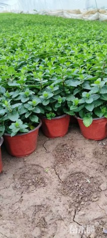 高度20厘米薄荷