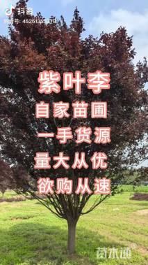 5公分紫叶李