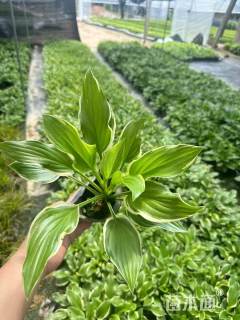 高度15厘米花叶玉簪