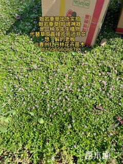 高度30厘米姬岩垂草