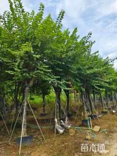 高度380厘米紫荆