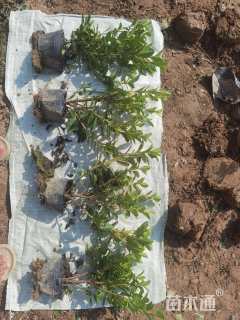 高度30厘米杜鹃