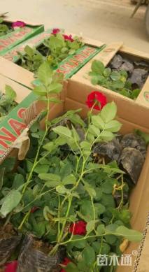 高度40厘米丰花月季