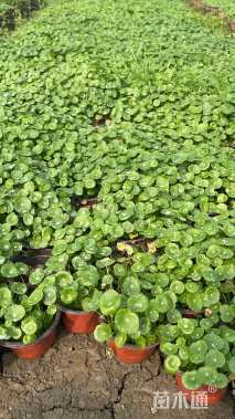 高度15厘米铜钱草