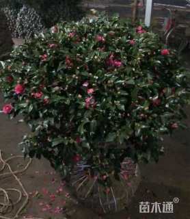 冠幅80厘米茶梅球