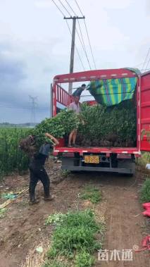 高度150厘米北海道黄杨