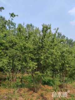 高度900厘米丛生茶条槭