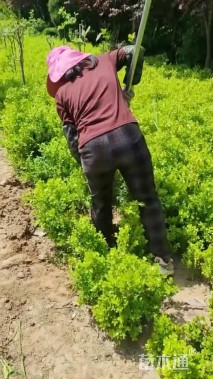 高度40厘米瓜子黄杨