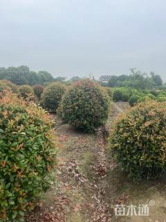 冠幅240厘米红叶石楠球