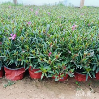 高度35厘米千鸟花