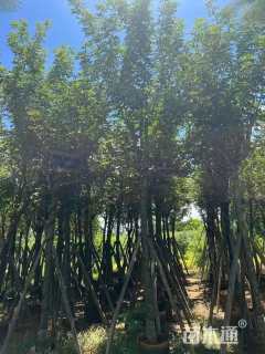 5公分黄花风铃木