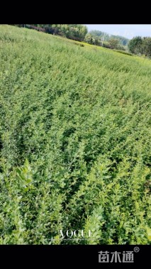 高度50厘米迎春花