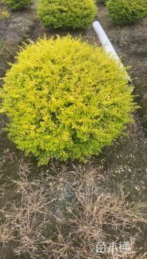 高度120厘米金姬小蜡